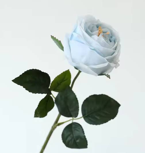 Angel Isabella - 17"Premium Real touch English Austin Cabbage Rose Stem