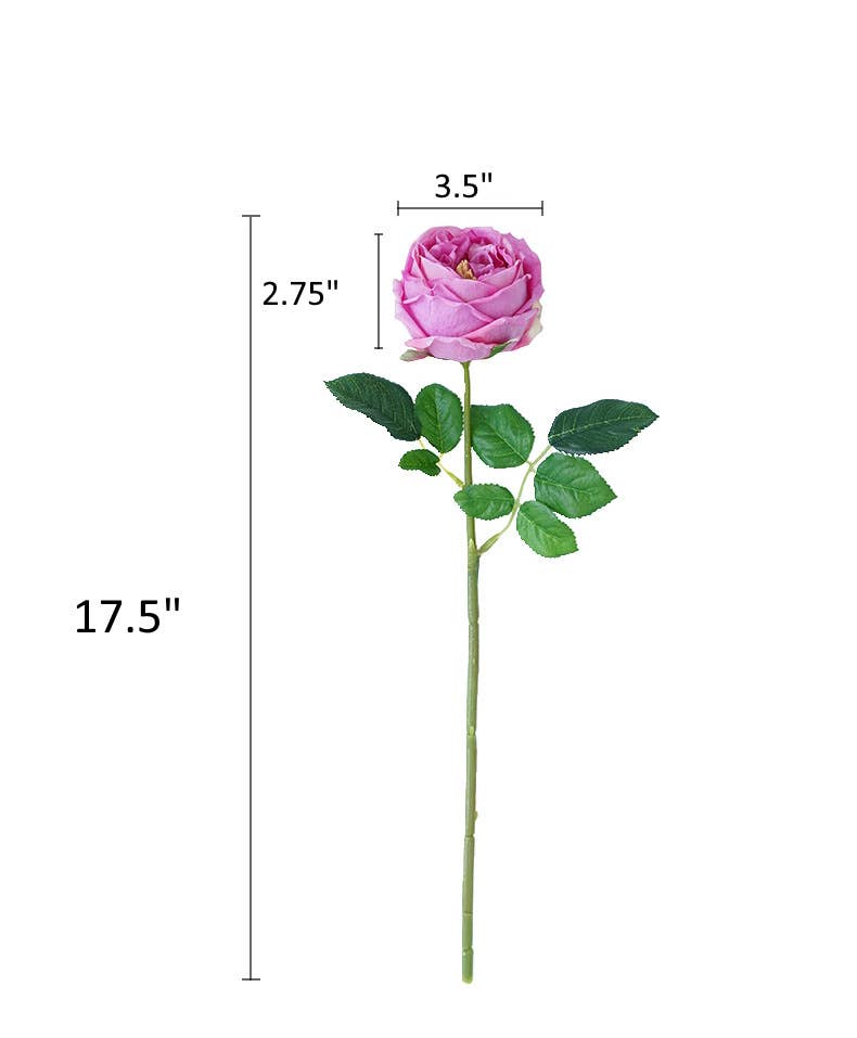 Angel Isabella - 17"Premium Real touch English Austin Cabbage Rose Stem