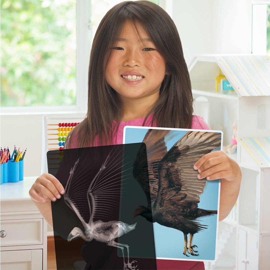Roylco - Animal X-Rays - Realistic STEM Learning Supply