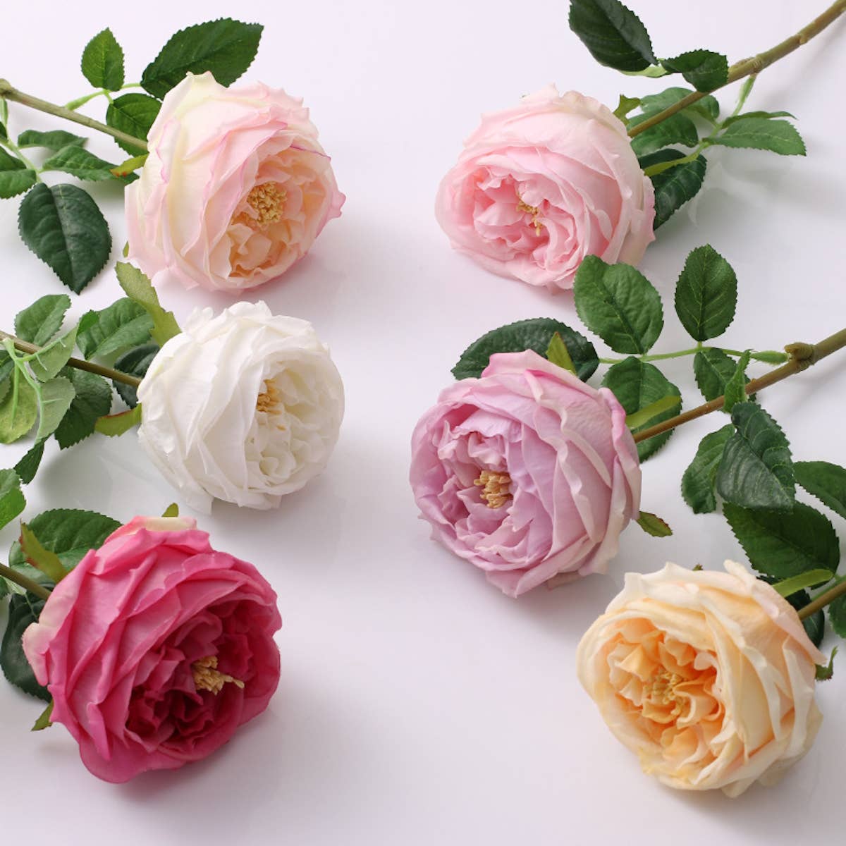 Angel Isabella - 17"Premium Real touch English Austin Cabbage Rose Stem