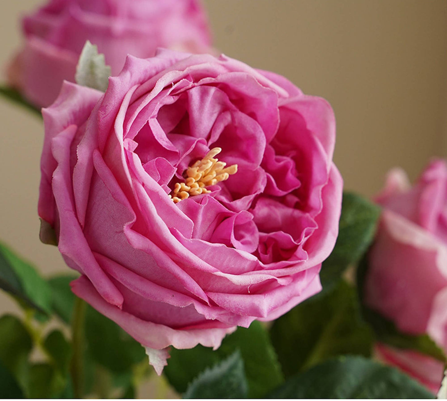 Angel Isabella - 17"Premium Real touch English Austin Cabbage Rose Stem