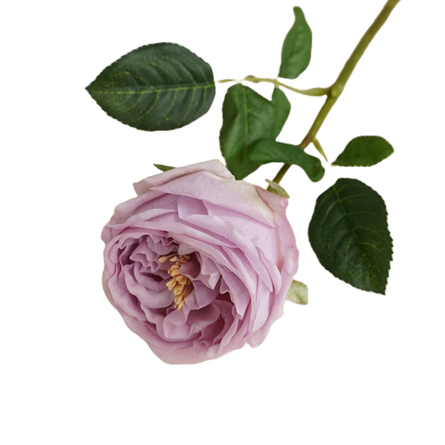 Angel Isabella - 17"Premium Real touch English Austin Cabbage Rose Stem