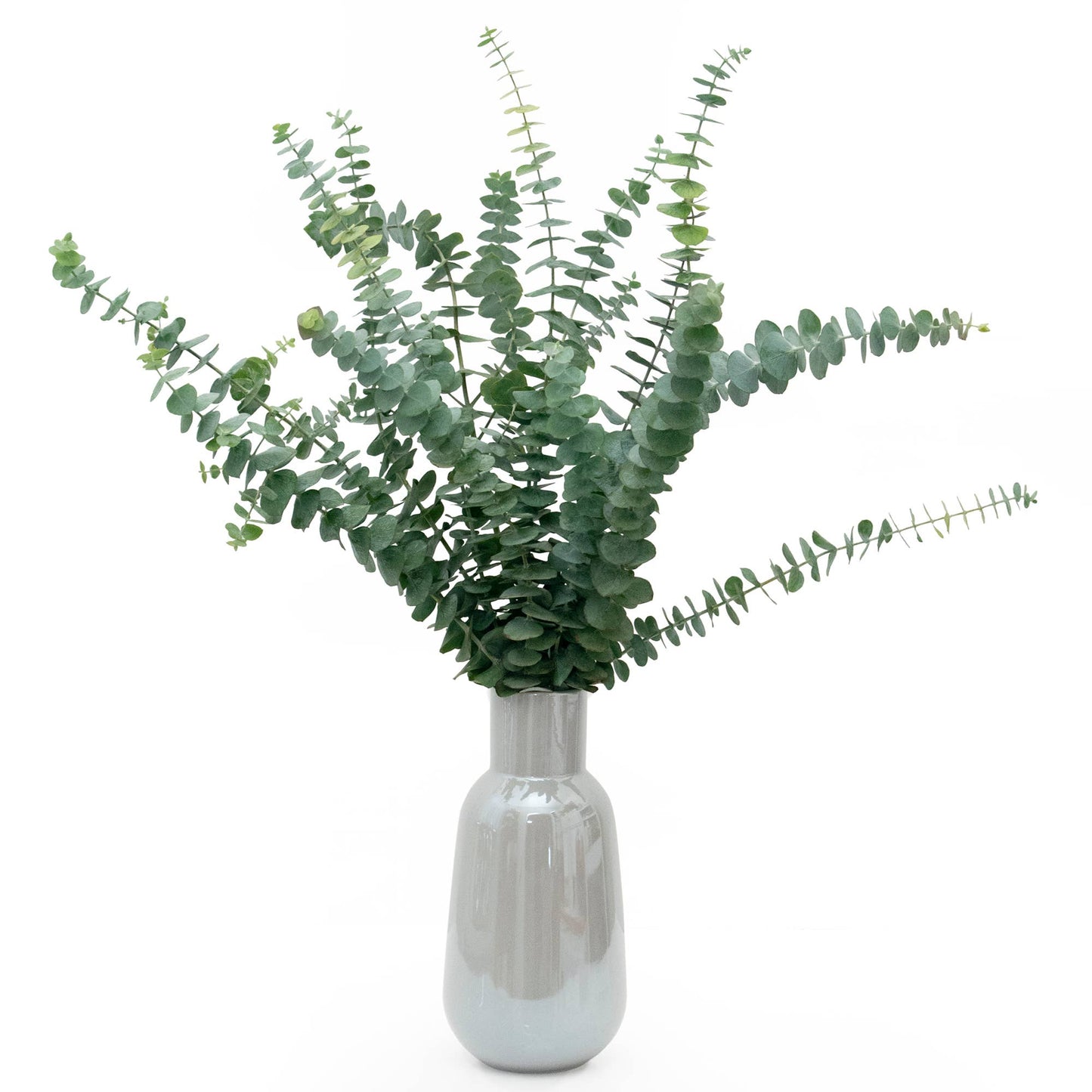 Andaluca - Fresh Eucalyptus Silver Dollar + Baby Blue Mixed Bunches