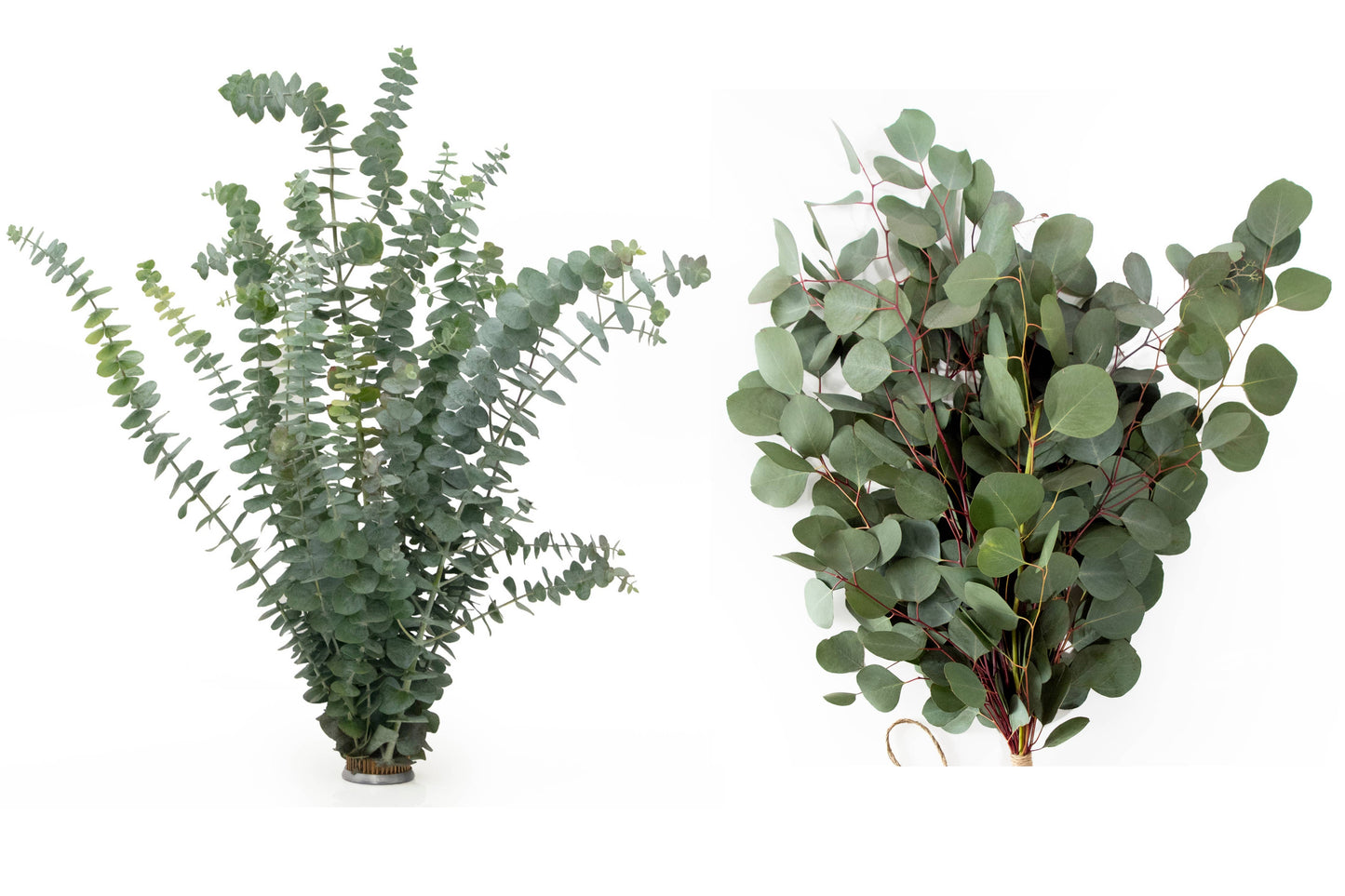 Andaluca - Fresh Eucalyptus Silver Dollar + Baby Blue Mixed Bunches