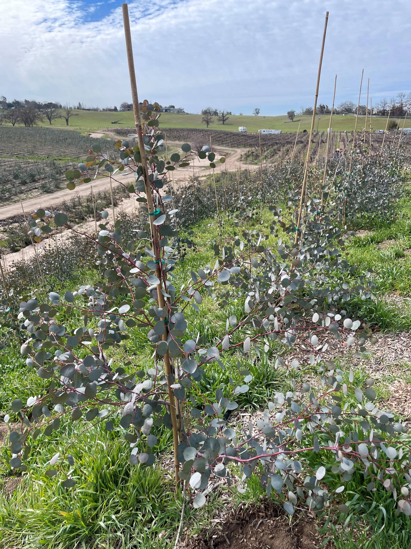 Andaluca - Fresh Eucalyptus Silver Dollar + Baby Blue Mixed Bunches