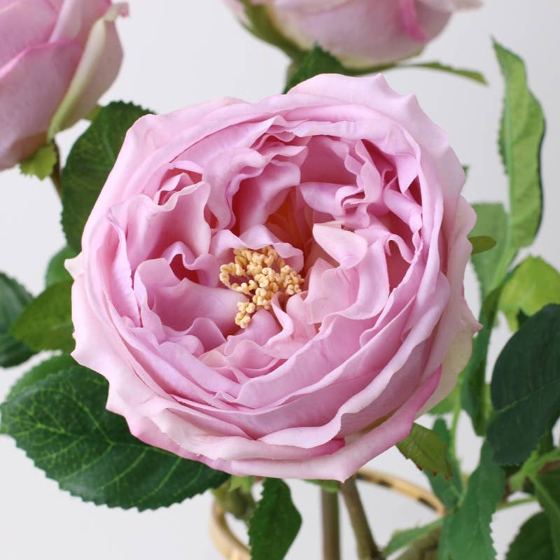 Angel Isabella - 17"Premium Real touch English Austin Cabbage Rose Stem
