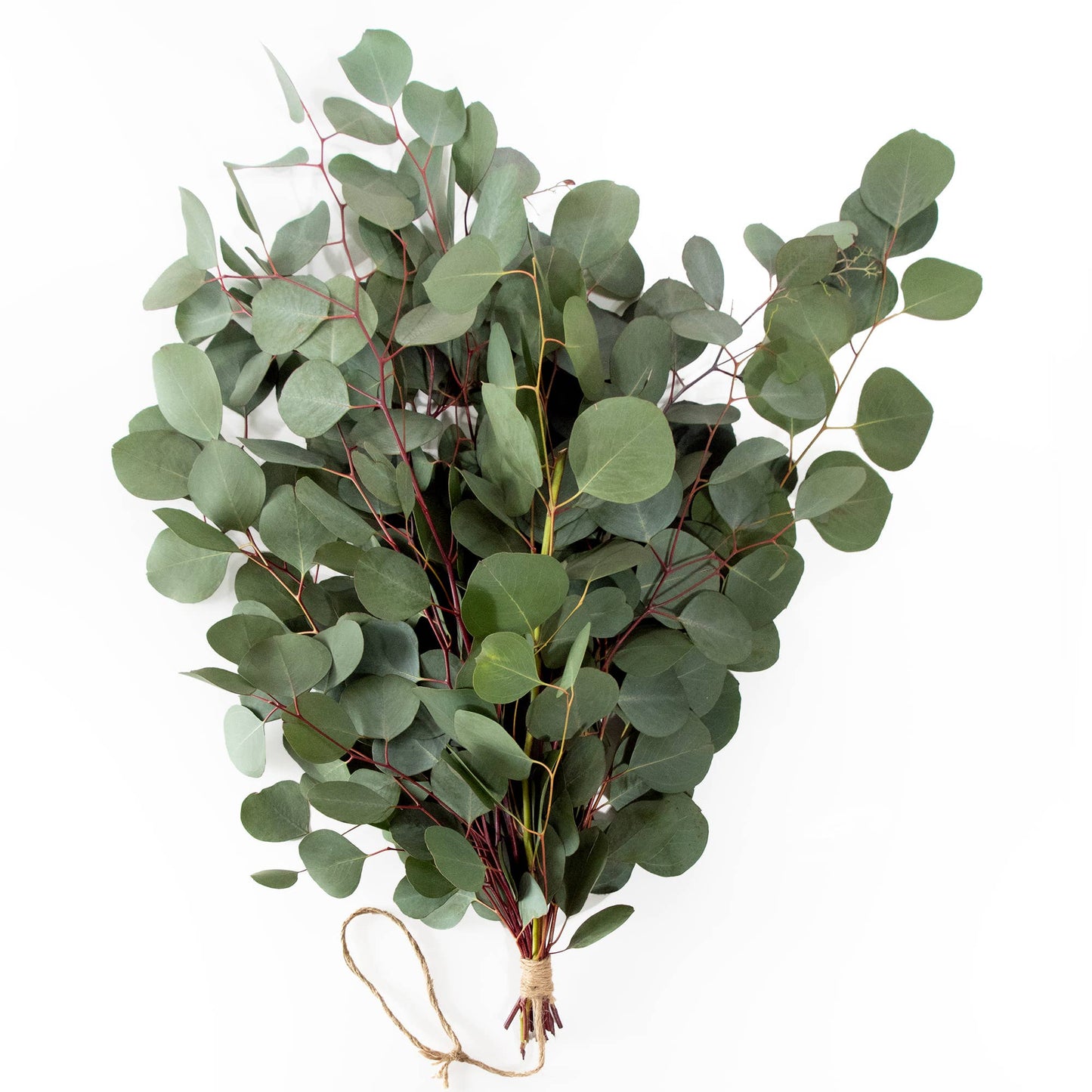 Andaluca - Fresh Eucalyptus Silver Dollar + Baby Blue Mixed Bunches