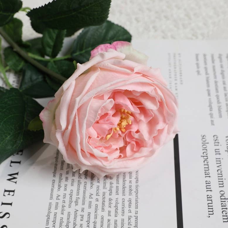 Angel Isabella - 17"Premium Real touch English Austin Cabbage Rose Stem