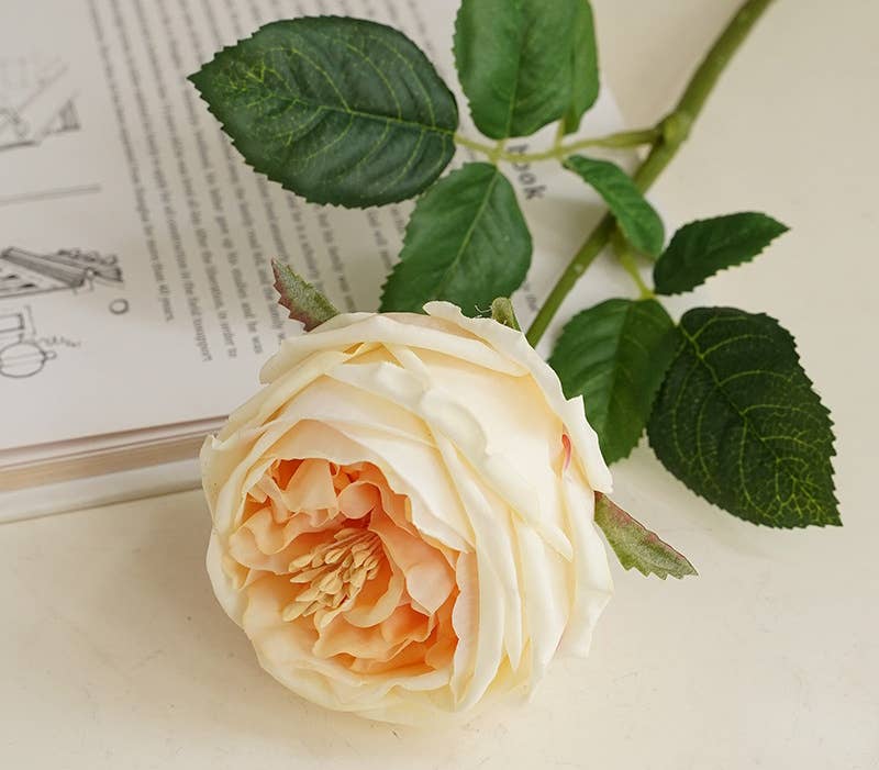 Angel Isabella - 17"Premium Real touch English Austin Cabbage Rose Stem