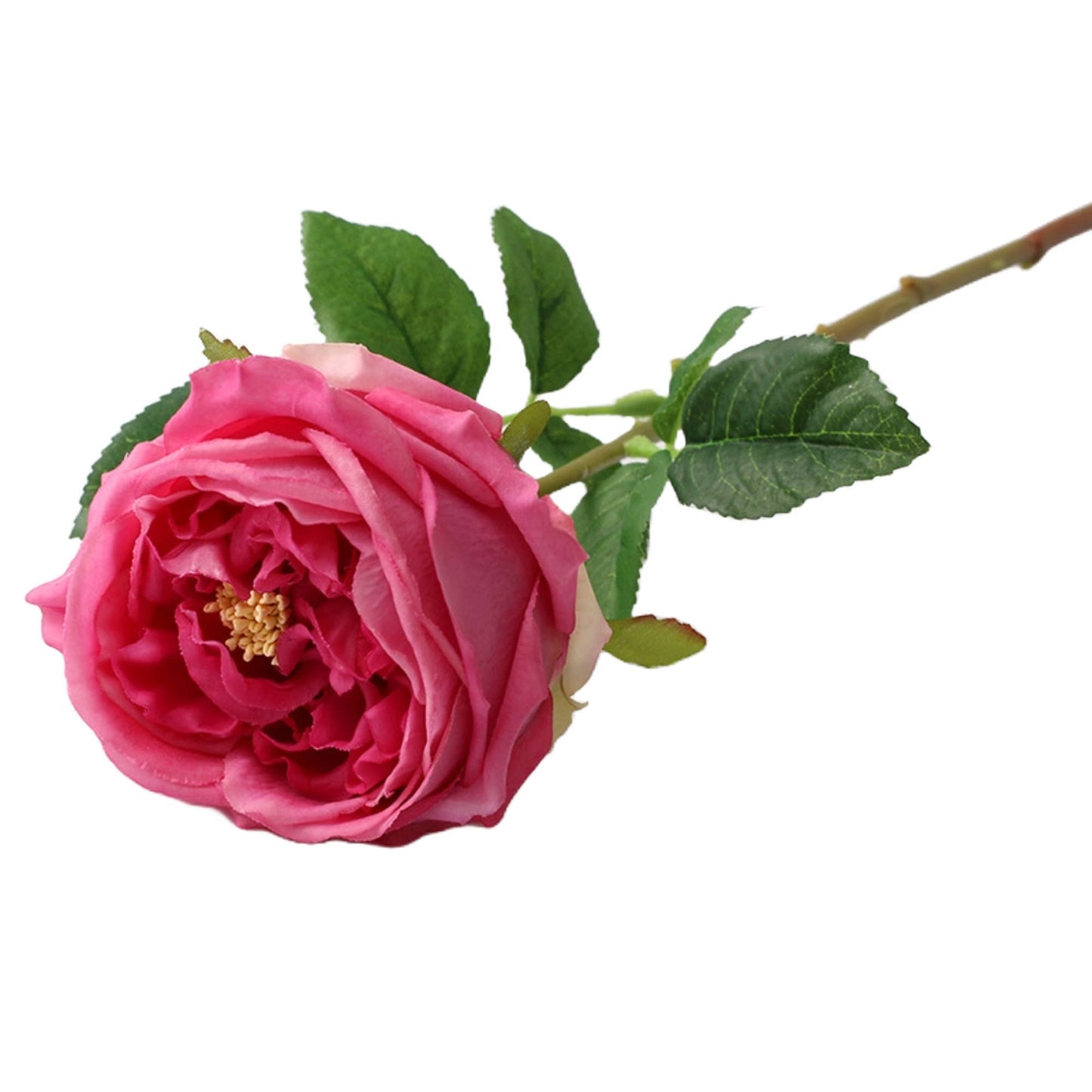 Angel Isabella - 17"Premium Real touch English Austin Cabbage Rose Stem