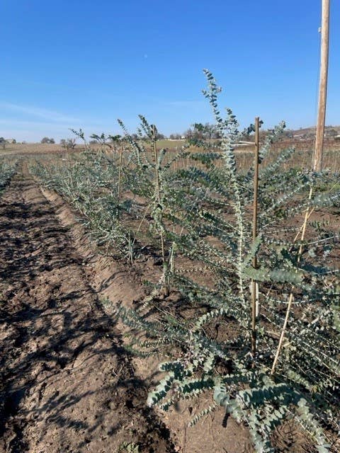 Andaluca - Fresh Eucalyptus Silver Dollar + Baby Blue Mixed Bunches