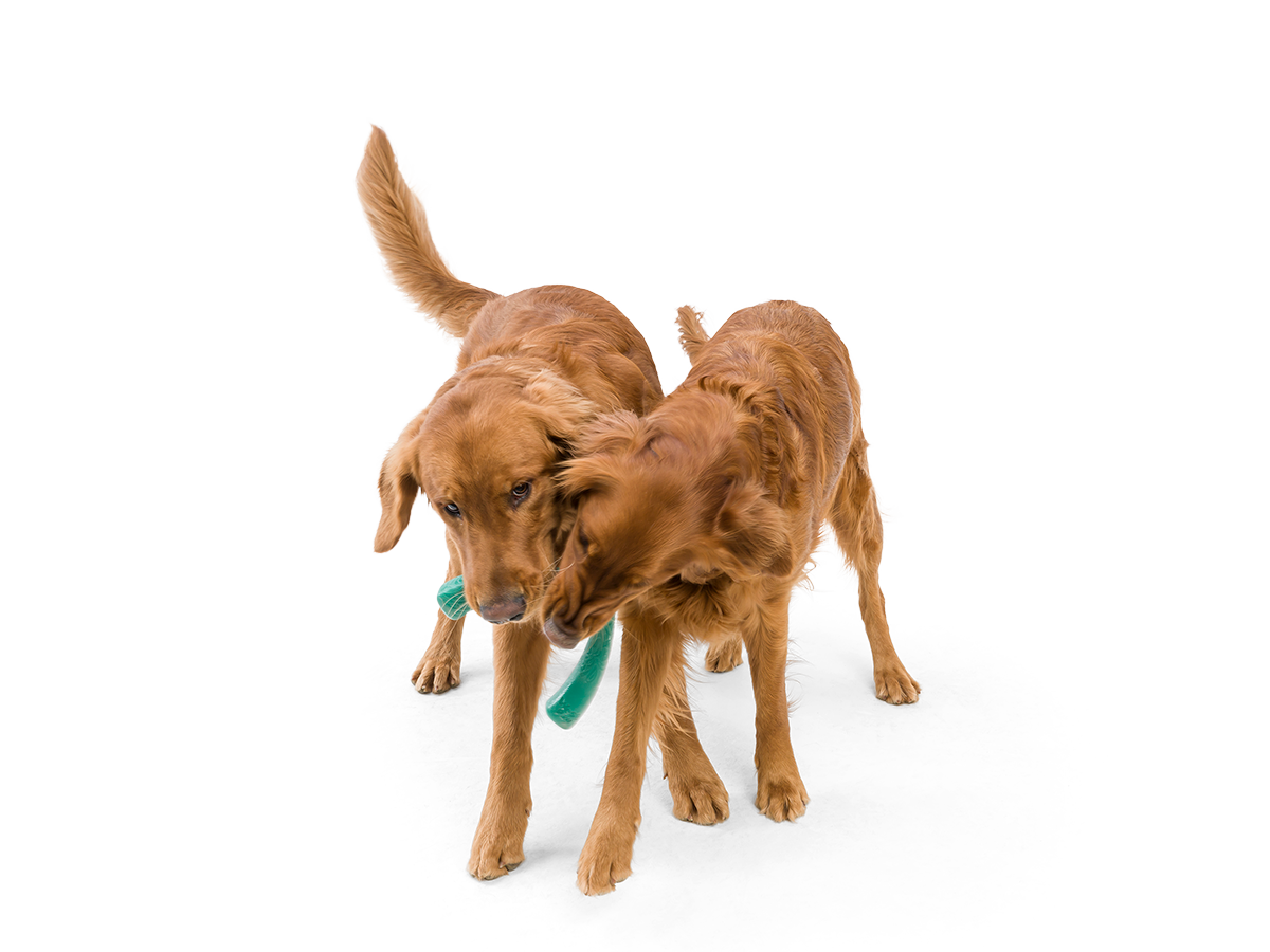 West Paw - Snorkl® Dog Toy for Play, Tug, and Fetch