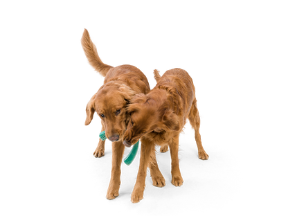 West Paw - Snorkl® Dog Toy for Play, Tug, and Fetch