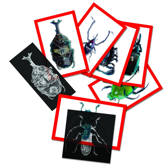 Roylco - Insect X-Rays And Picture Cards - Realistic STEM Toy