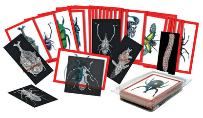 Roylco - Insect X-Rays And Picture Cards - Realistic STEM Toy