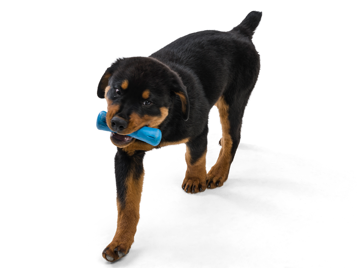 West Paw - Drifty® Dog Toy for Chew, and Fetch