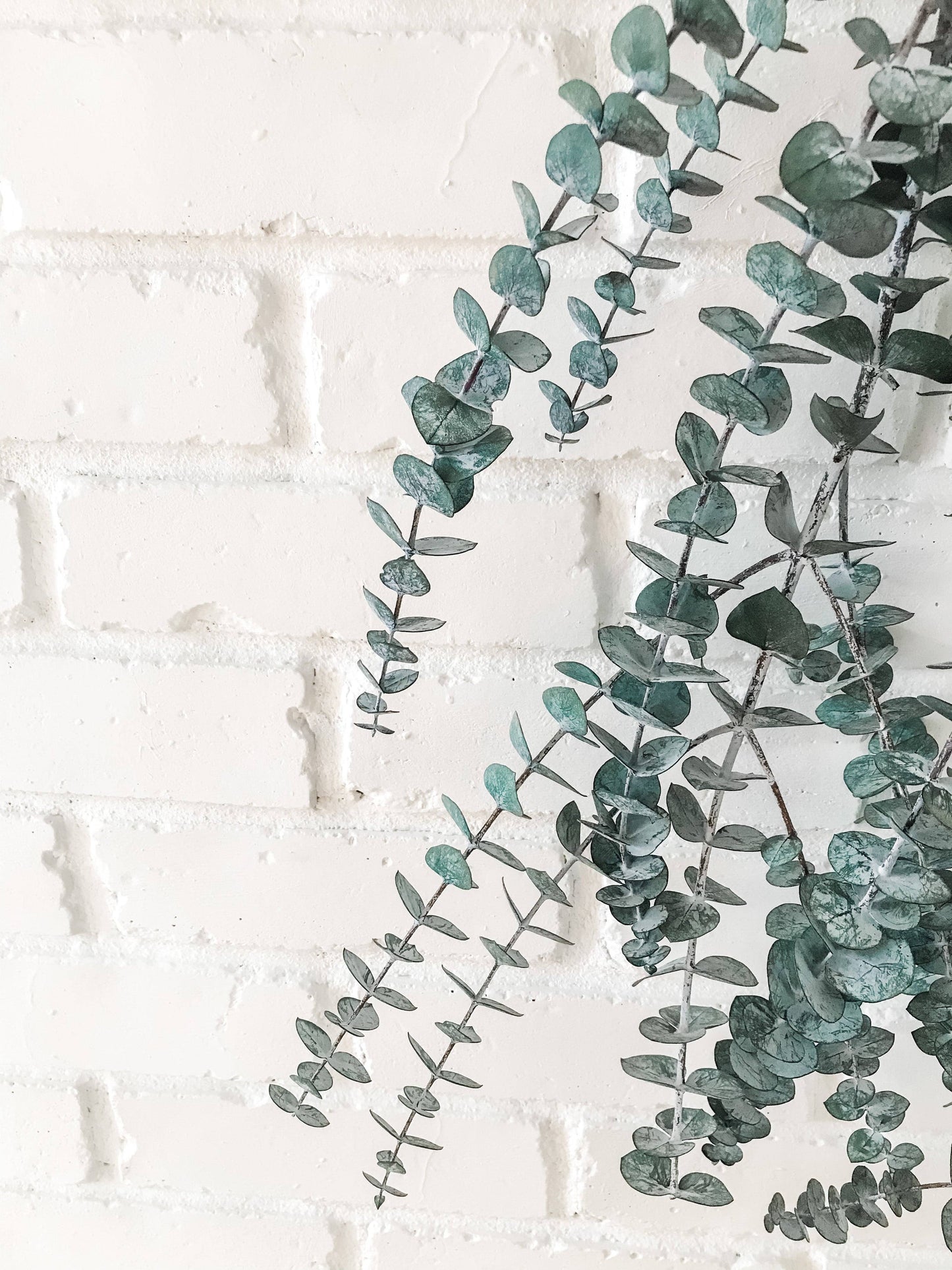 Eucalypt Co. - Eucalyptus Shower Bundle