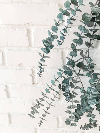 Eucalypt Co. - Eucalyptus Shower Bundle
