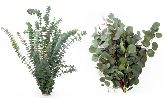 Andaluca - Fresh Eucalyptus Silver Dollar + Baby Blue Mixed Bunches