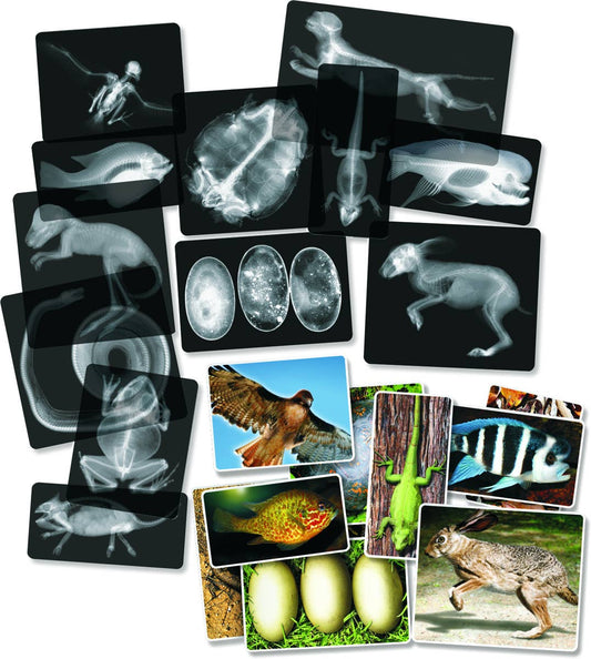 Roylco - Animal X-Rays - Realistic STEM Learning Supply