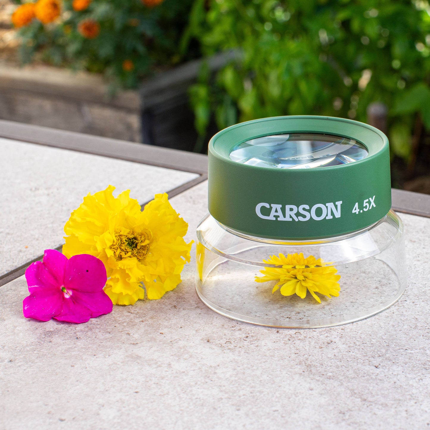 Carson - Pre-Focused Stand Magnifier Loupe for Kids, Insect Viewer
