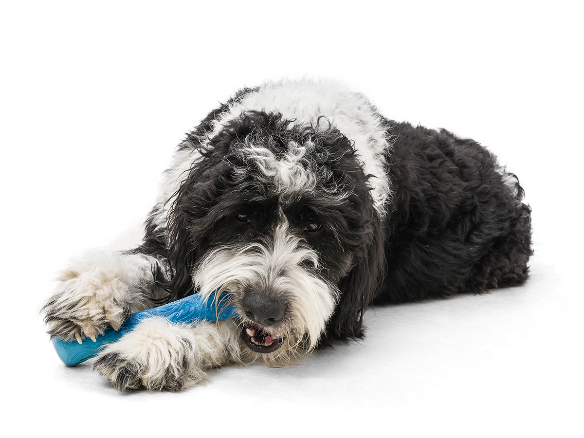 West Paw - Drifty® Dog Toy for Chew, and Fetch
