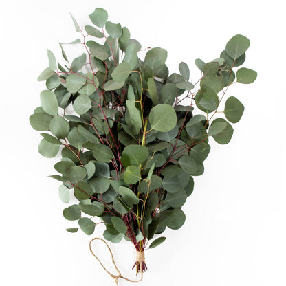 Andaluca - Fresh Eucalyptus Silver Dollar + Baby Blue Mixed Bunches