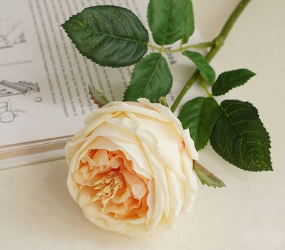 Angel Isabella - 17"Premium Real touch English Austin Cabbage Rose Stem