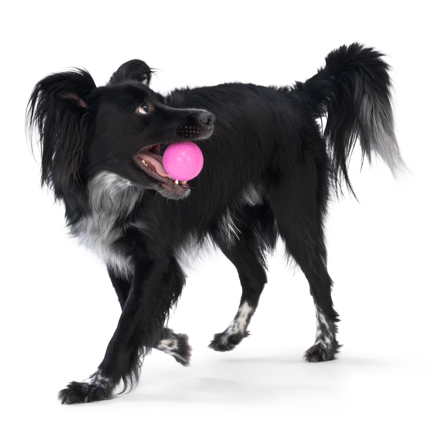 West Paw - Boundr® 2-Pack Dog Toy Ball for Play, Chew, and Fetch