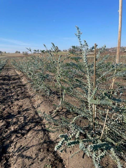 Andaluca - Fresh Eucalyptus Silver Dollar + Baby Blue Mixed Bunches